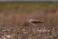 Female American kestrel bird, Falco sparverius Royalty Free Stock Photo